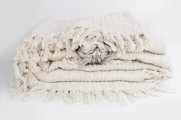 Kitten between the layers of the plaid. Kitten on a blanket. The kitten is isolated among a beige...