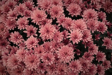 Chrysanthemum flowers background, chryzantemums closeup, floral background with vivid colors, selective focus.