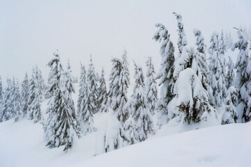 fir trees covered with snow. amazing  winter landscape