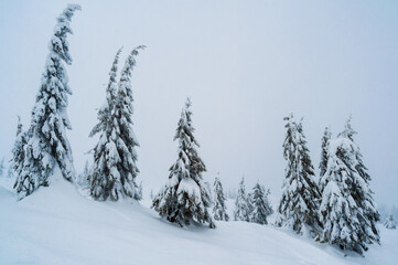 Fototapeta premium fir trees covered with snow. amazing winter landscape