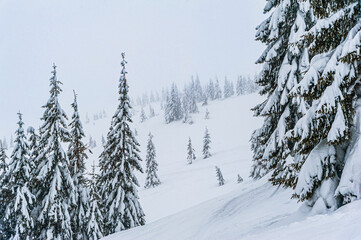 fir trees covered with snow. amazing  winter landscape