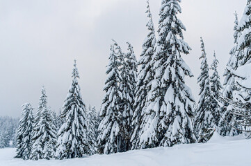 Fototapeta na wymiar fir trees covered with snow. amazing winter landscape
