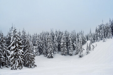 fir trees covered with snow. amazing  winter landscape