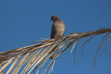 The Laughing Dove, Egypt