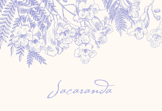 Jacaranda blooming branches, purple and beige floral background. Hand drawn elements, illustration for design greeting card, invitation, wedding