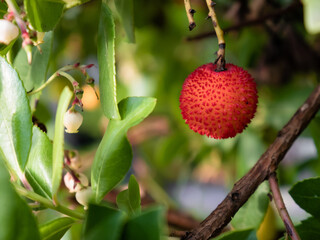 Macro view of the fruit of the Red Madrone bush (Arbutus unedo) ready to be picked during the fall