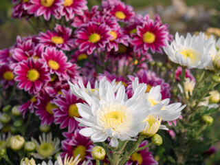 Obraz premium Macro view of a white crystal flower surrounded by more flowers of the same species of white color, creating a nice garden background of different flowers of the same species