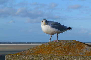 Nahaufnahme einer Silbermöwe, Larus argentatus, auf der Nordseeinsel Borkum