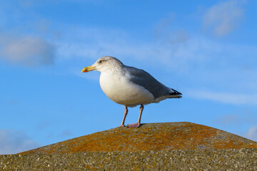 Nahaufnahme einer Silbermöwe, Larus argentatus, auf der Nordseeinsel Borkum