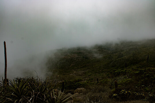 Camanchaca fog