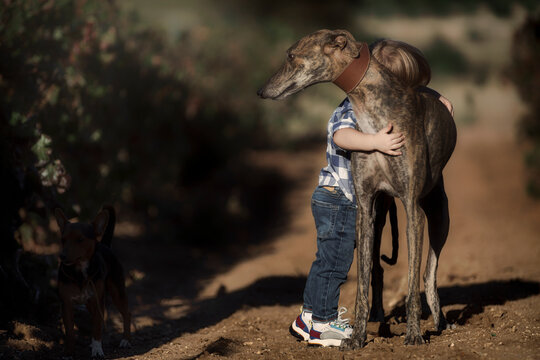 Ni&ntilde;o rubio en el campo abrazando a su mascota, un galgo espa&ntilde;ol de pura raza, mostrando mucha ternura.