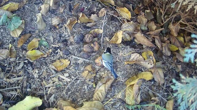 Kohlmeise (Parus major) bearbeitet eine Walnuss, bis sie davon fressen kann