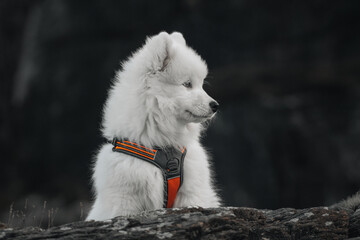 Smiling happy Samoyed dog