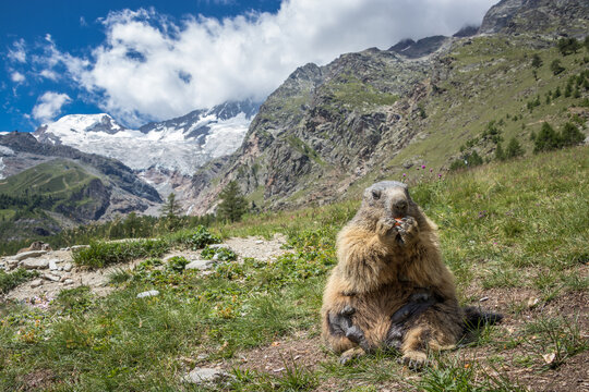 Murmeltier in Saas-Fee (Wallis, Schweiz) 