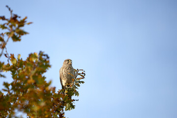 Accipiter gentilis, goshawk sitting in a tree looking for an easy catch