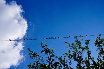 沖縄県宮古島　電線に留まる小鳥たち　群