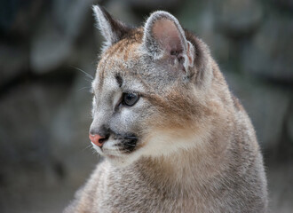 Portrait of a small lynx