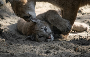 Lynx mother and baby closeup