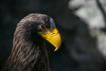 Close up portrait of eagle