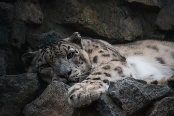 Close up portait of a snow leopard