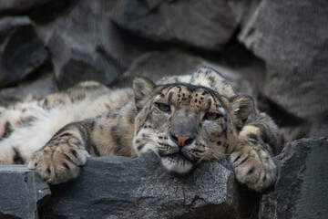 Close up portrait of a leopard