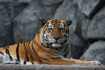 Tiger portrait close up