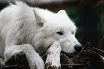 Obraz na płótnie Canvas Arctic wolf portrain closeup