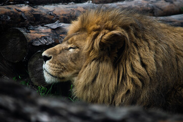 Portrait of a lion, chilling predador