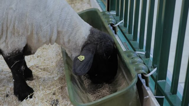 Portrait of suffolk sheep eating compound feed from feedlot at agricultural animal exhibition, small cattle trade show. Farming, feeding, agriculture industry, livestock and animal husbandry concept