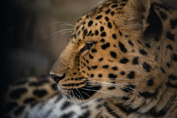 Naklejka na ściany i meble Close up portrait of leopard
