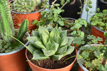 Plantes Fleurs Cactus de serre 
