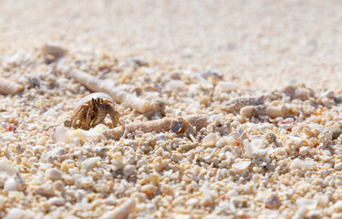 Hermit crab in the sand