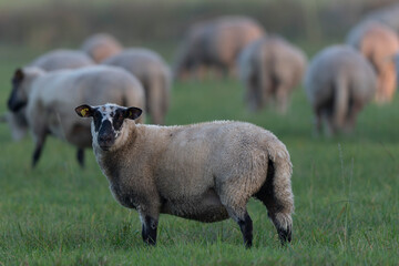 grazing sheep on farmland, looking at camera