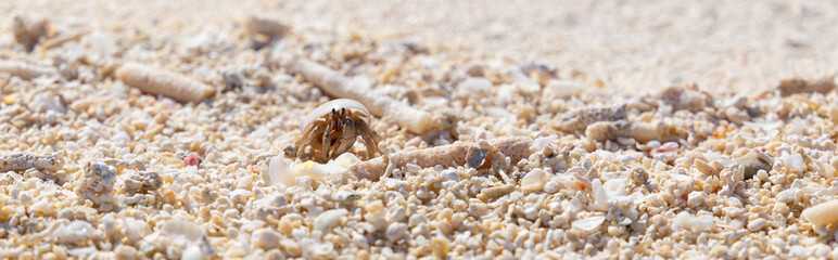 Hermit crab in the sand