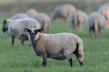 grazing sheep on farmland, looking at camera