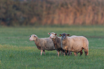Fototapeta premium grazing sheep on farmland, looking at camera