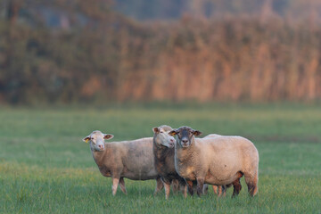 grazing sheep on farmland, looking at camera
