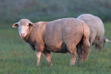 grazing sheep on farmland, looking at camera