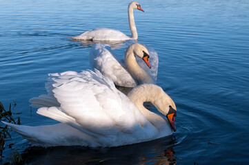 Naklejka premium white swans group on the lake swim well under the bright sun