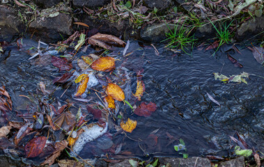 a stream running in the park with yellow leaves