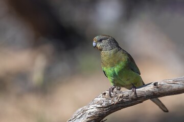 Close-up of an adult female Mulga Parrot (Psephotus varius) perched on a branch.