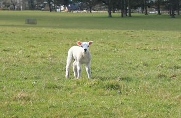 Obraz premium baby sheep