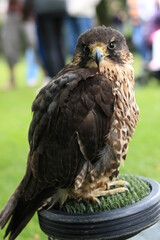 falcon