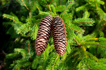 Closeup photo of two pinecones on an evergreen tree
