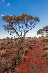 Tree in silhouette against a cloudy blue sky  in the Australian outback    