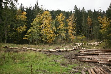 Dolina Kościeliska, Tatry, polish mountain, Poland © Emilia