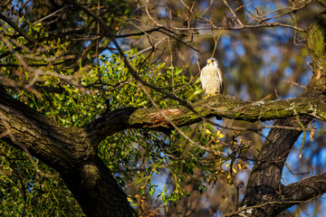 Falco tinnunculus - Kestrel sitting on an old oak branch.