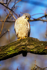 Falco tinnunculus - Kestrel sitting on an old oak branch.