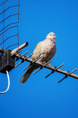 Dove sitting on the antenna.