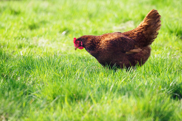 Brown hen walking and looking for food in the grass.